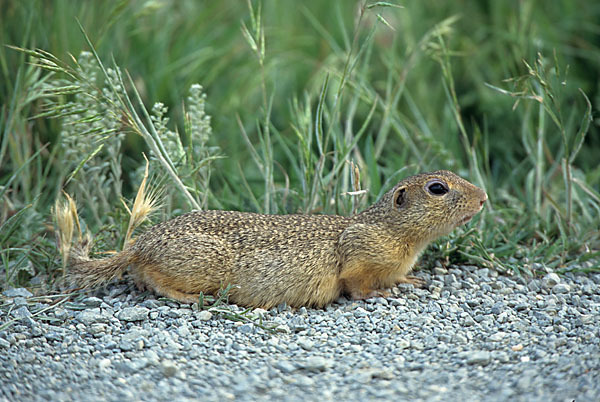 Gemeines Ziesel (Citellus citellus)