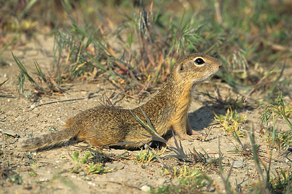 Gemeines Ziesel (Citellus citellus)