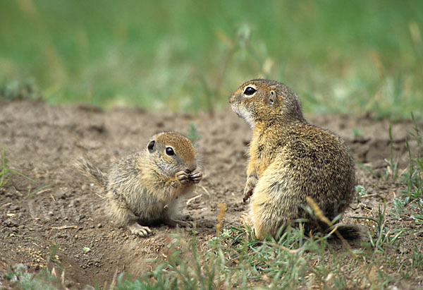 Gemeines Ziesel (Citellus citellus)