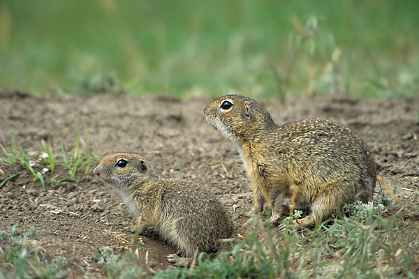 Gemeines Ziesel (Citellus citellus)