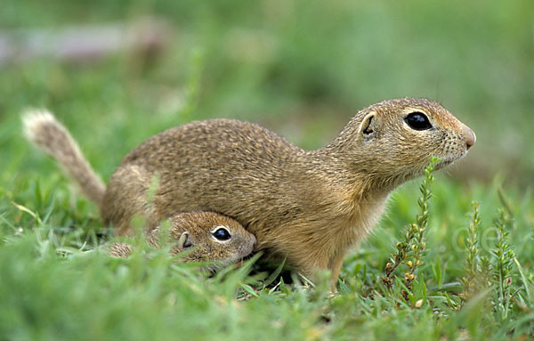 Gemeines Ziesel (Citellus citellus)