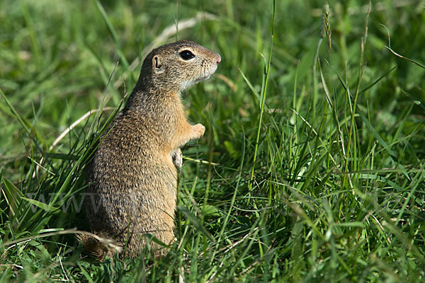 Gemeines Ziesel (Citellus citellus)