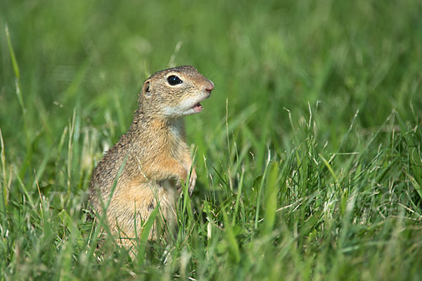 Gemeines Ziesel (Citellus citellus)