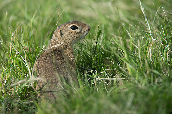 Gemeines Ziesel (Citellus citellus)