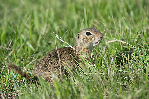 Gemeines Ziesel (Citellus citellus)