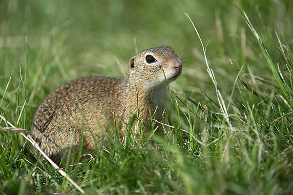 Gemeines Ziesel (Citellus citellus)