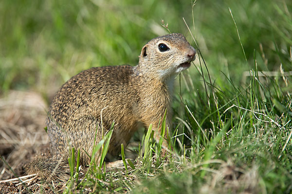 Gemeines Ziesel (Citellus citellus)