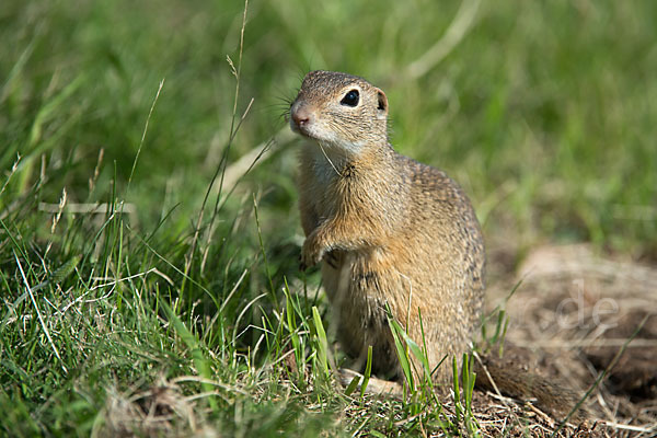 Gemeines Ziesel (Citellus citellus)