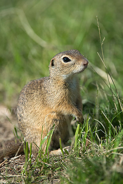 Gemeines Ziesel (Citellus citellus)