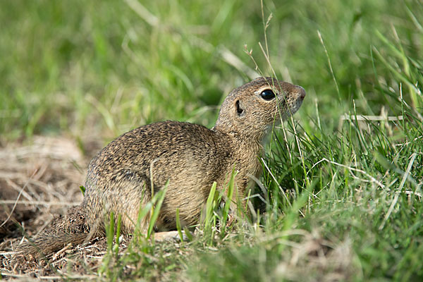 Gemeines Ziesel (Citellus citellus)