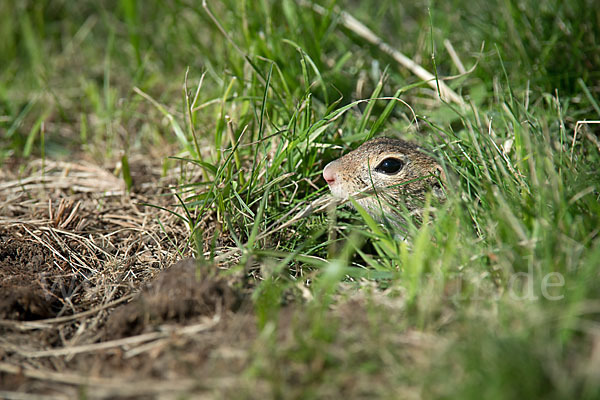 Gemeines Ziesel (Citellus citellus)