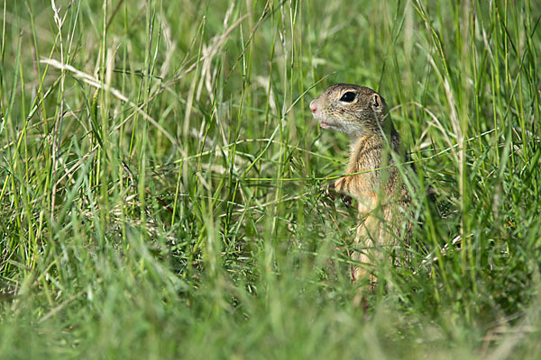 Gemeines Ziesel (Citellus citellus)