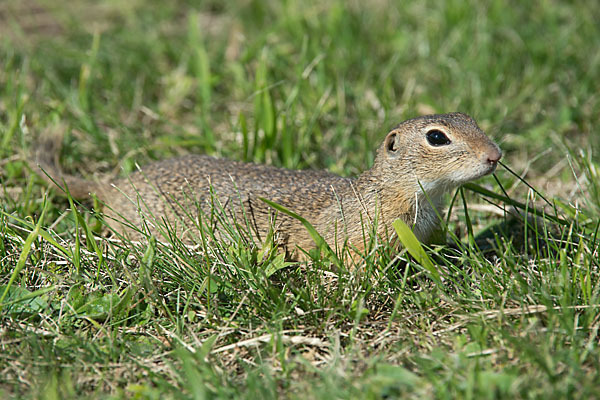 Gemeines Ziesel (Citellus citellus)