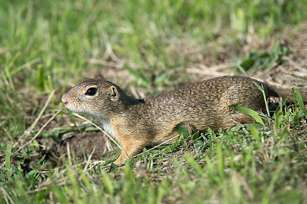 Gemeines Ziesel (Citellus citellus)