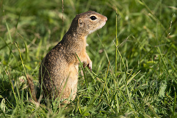 Gemeines Ziesel (Citellus citellus)