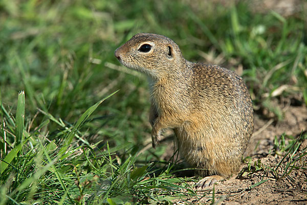 Gemeines Ziesel (Citellus citellus)