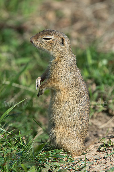 Gemeines Ziesel (Citellus citellus)