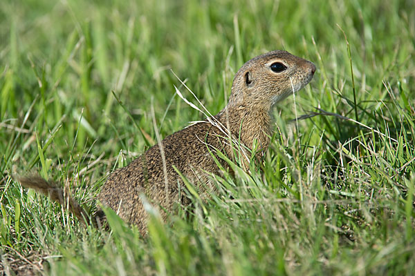 Gemeines Ziesel (Citellus citellus)