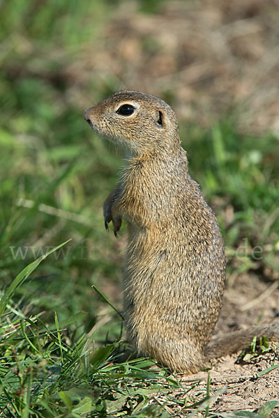 Gemeines Ziesel (Citellus citellus)