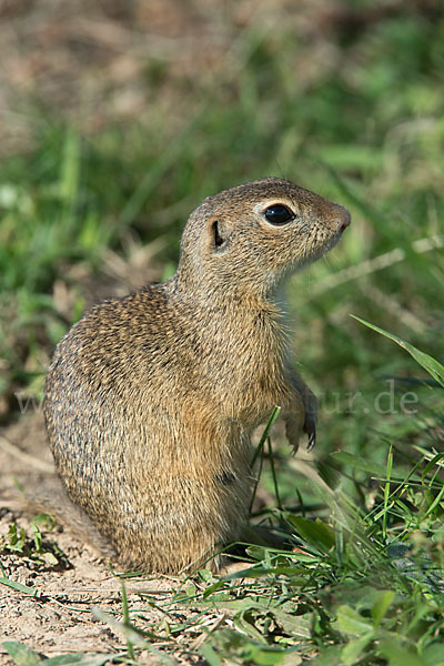 Gemeines Ziesel (Citellus citellus)