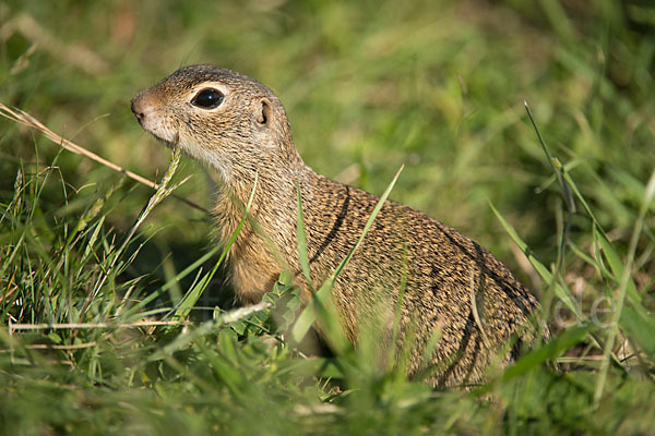 Gemeines Ziesel (Citellus citellus)