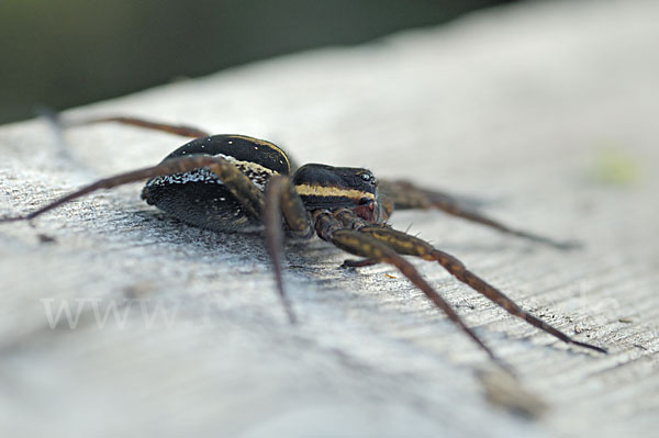 Gerandete Jagdspinne (Dolomedes fimbriatus)