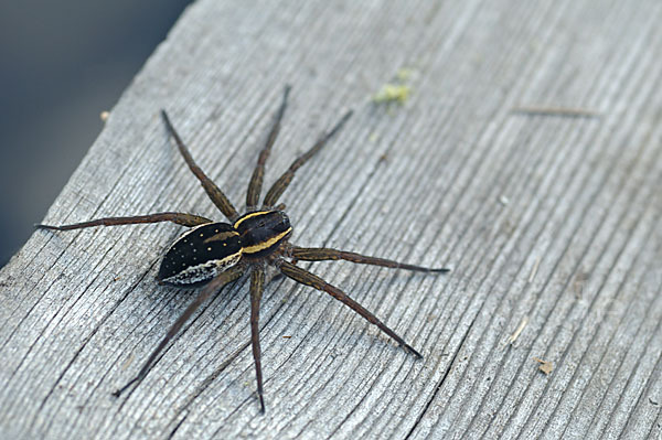 Gerandete Jagdspinne (Dolomedes fimbriatus)