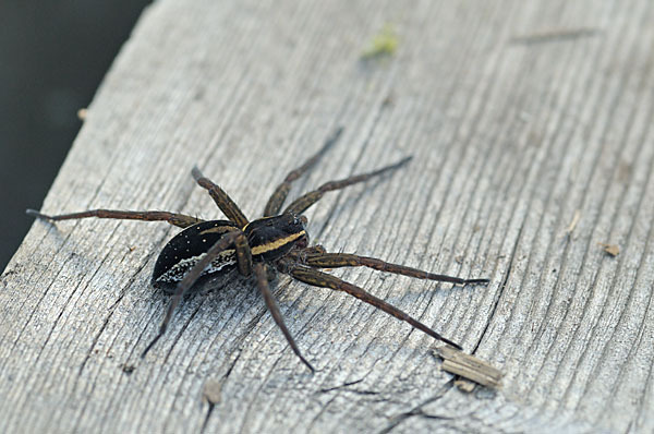 Gerandete Jagdspinne (Dolomedes fimbriatus)