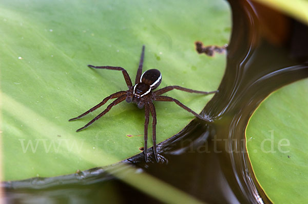 Gerandete Jagdspinne (Dolomedes fimbriatus)