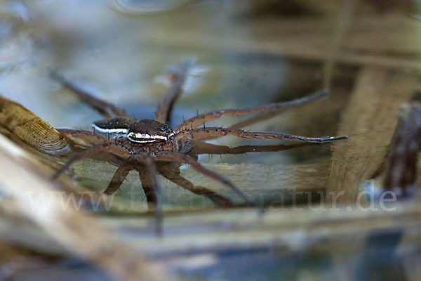 Gerandete Jagdspinne (Dolomedes fimbriatus)