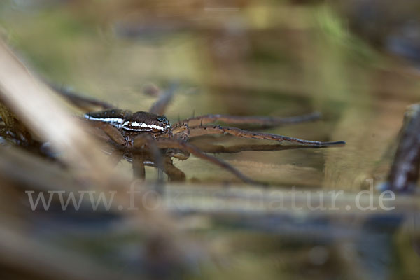 Gerandete Jagdspinne (Dolomedes fimbriatus)