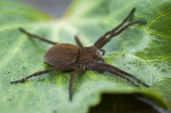 Gerandete Wasserspinne (Dolomedes plantarius)