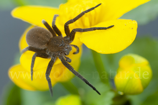 Gerandete Wasserspinne (Dolomedes plantarius)