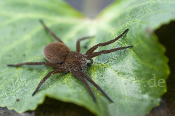 Gerandete Wasserspinne (Dolomedes plantarius)