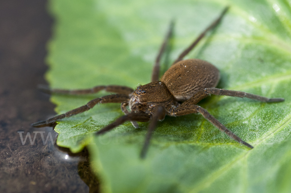 Gerandete Wasserspinne (Dolomedes plantarius)