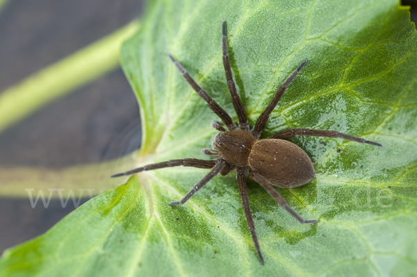 Gerandete Wasserspinne (Dolomedes plantarius)