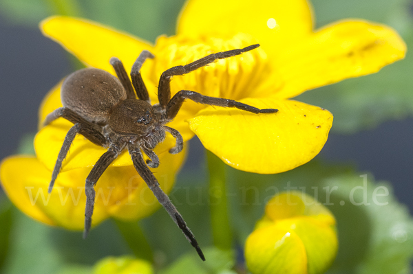 Gerandete Wasserspinne (Dolomedes plantarius)