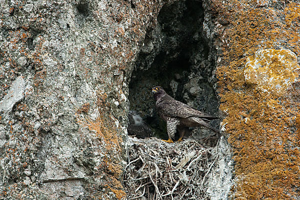 Gerfalke (Falco rusticolus)
