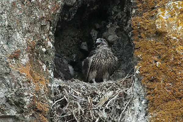 Gerfalke (Falco rusticolus)