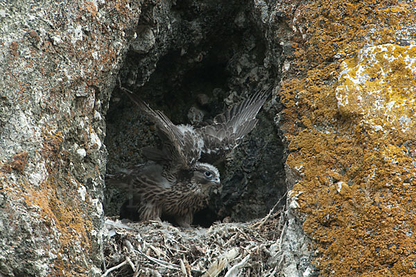 Gerfalke (Falco rusticolus)