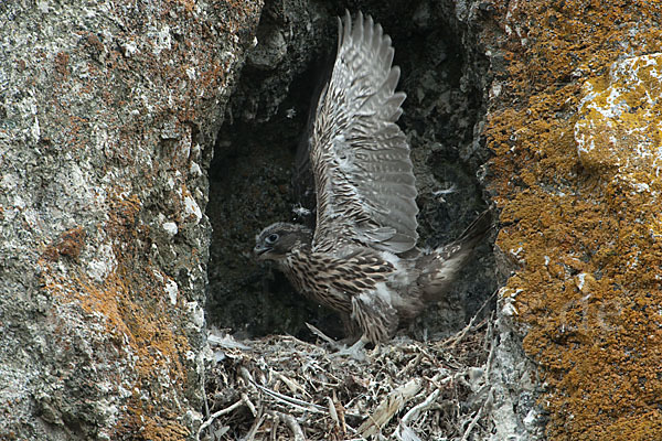 Gerfalke (Falco rusticolus)