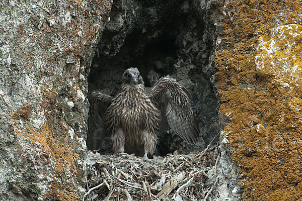 Gerfalke (Falco rusticolus)