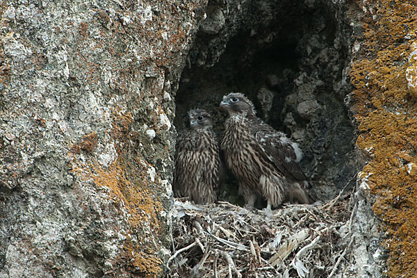 Gerfalke (Falco rusticolus)