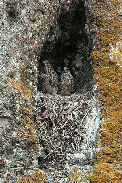 Gerfalke (Falco rusticolus)