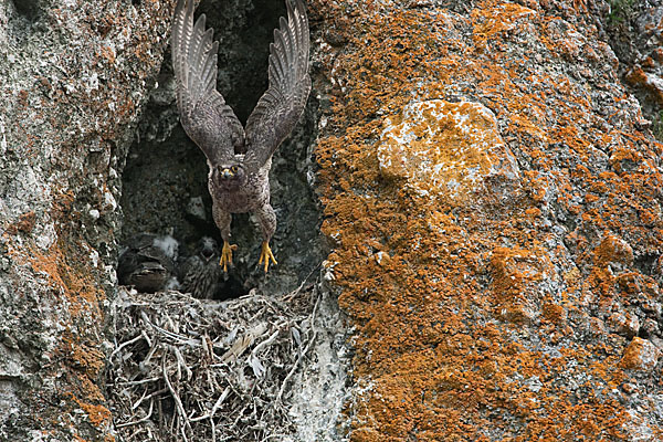 Gerfalke (Falco rusticolus)