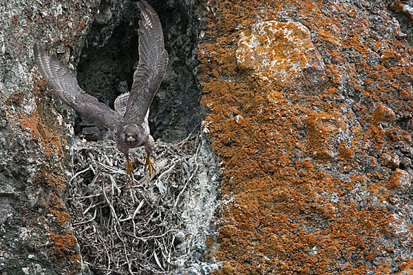 Gerfalke (Falco rusticolus)