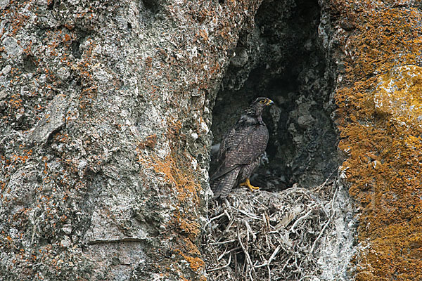 Gerfalke (Falco rusticolus)