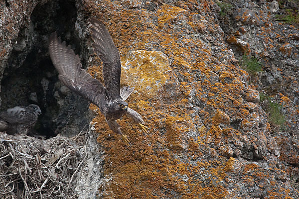 Gerfalke (Falco rusticolus)