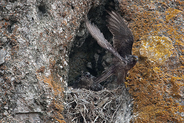 Gerfalke (Falco rusticolus)