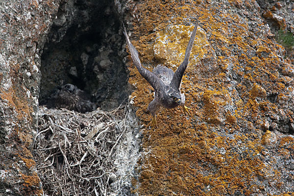 Gerfalke (Falco rusticolus)